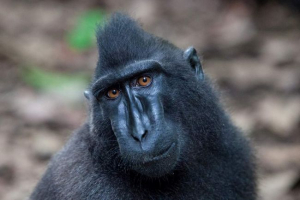 Павільйон чорний сулавський - день щоденні джунглі Павільйон чорний сулавський - день щоденні джунглі